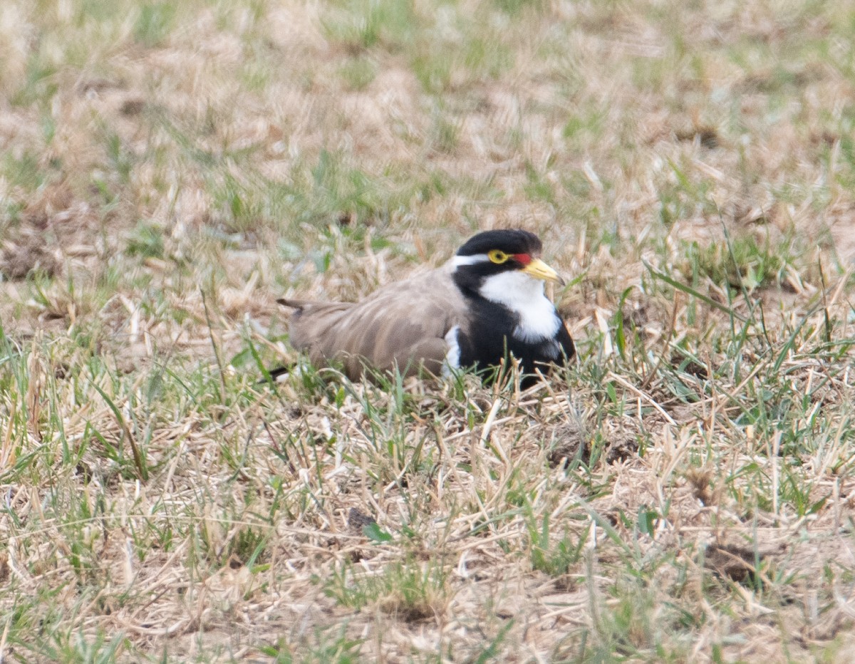 Avefría Tricolor - ML646683080