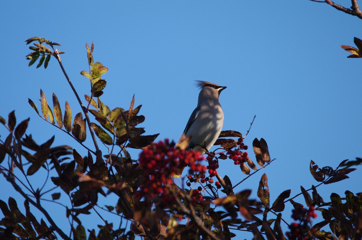 キレンジャク - ML646683082