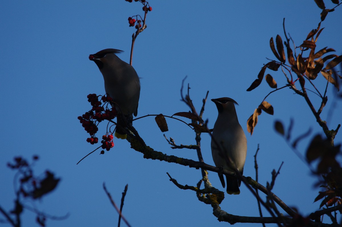 キレンジャク - ML646683083