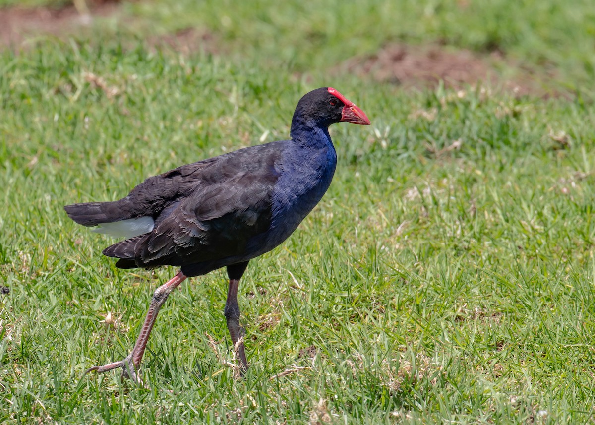 Australasian Swamphen - ML646683084