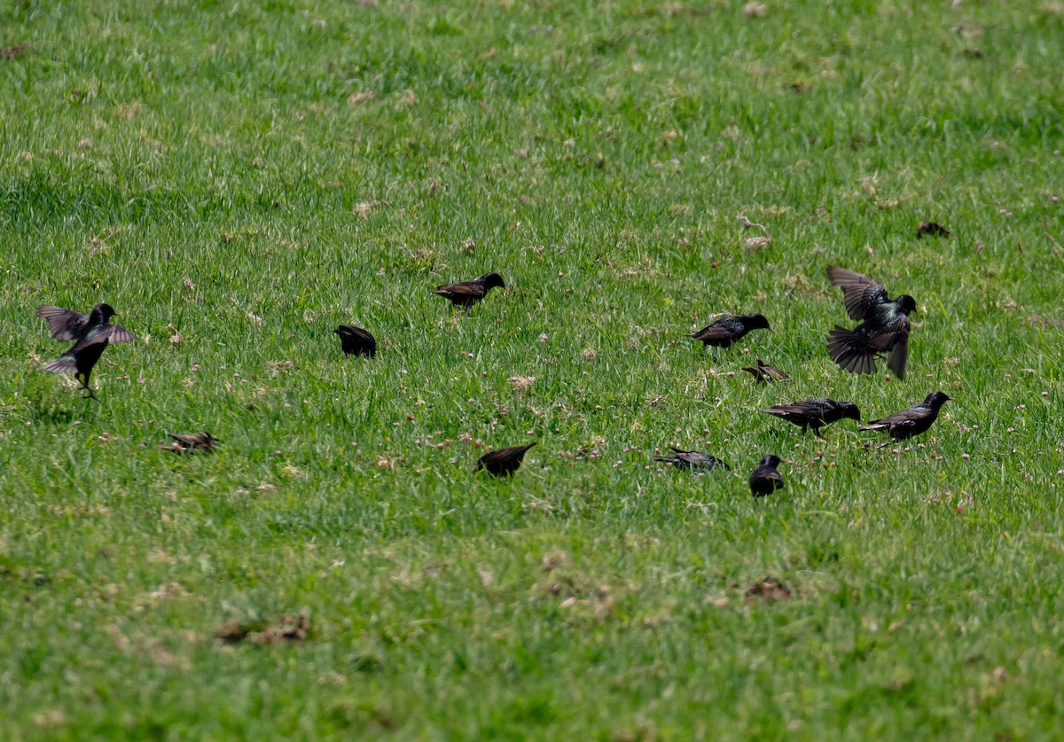 European Starling - ML646683091