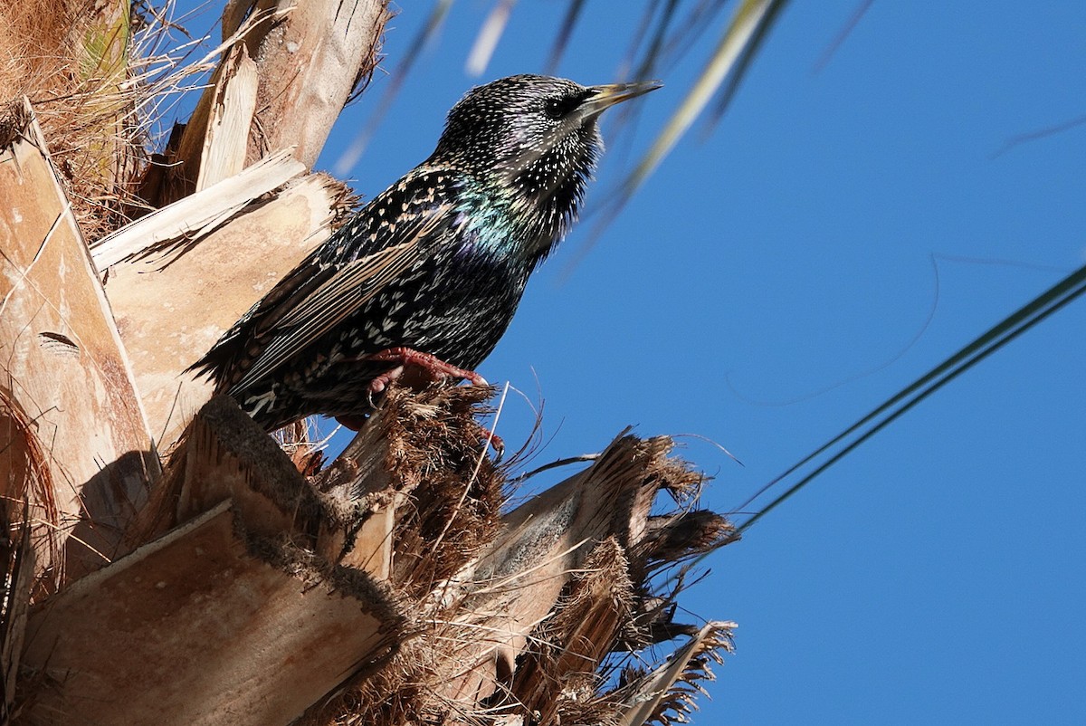 European Starling - ML646683092