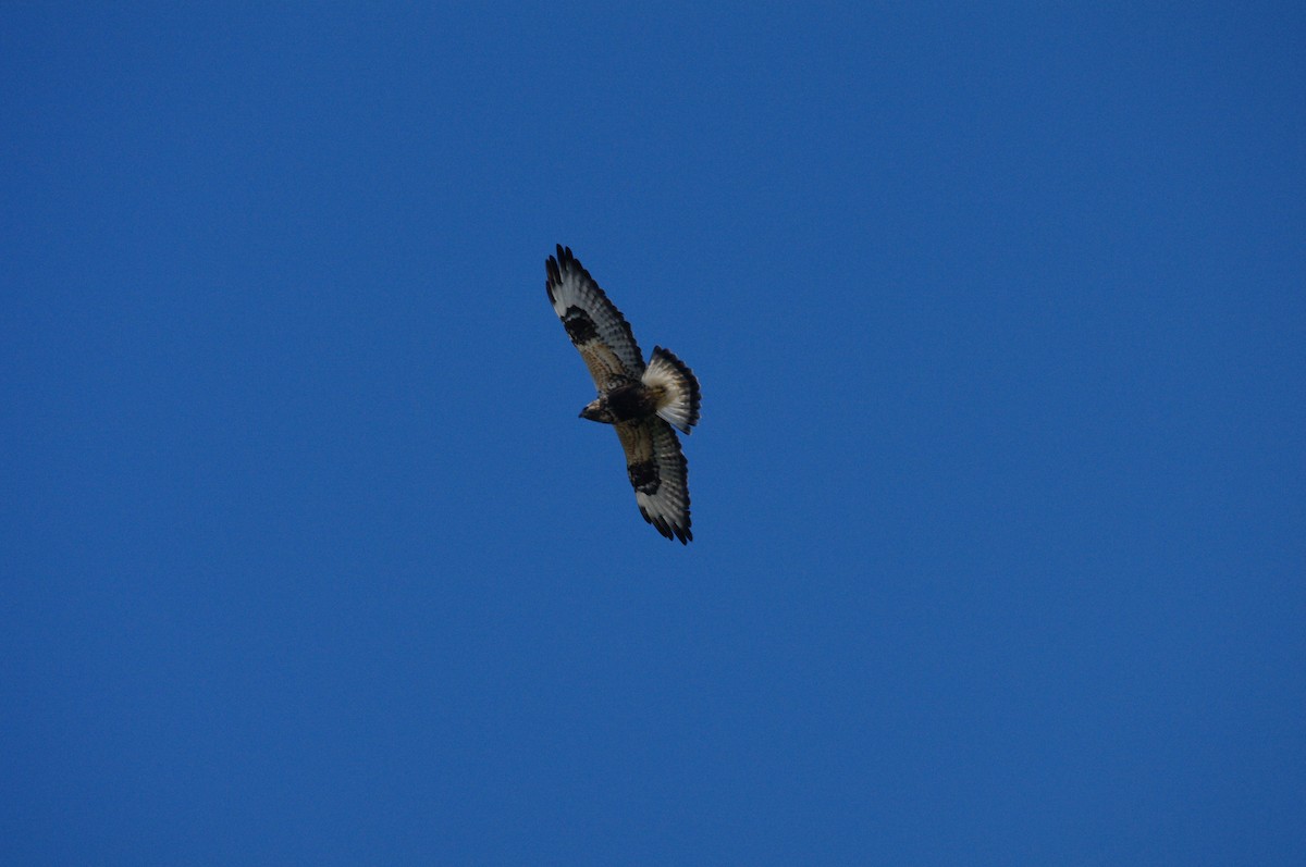 Rough-legged Hawk - ML646683093