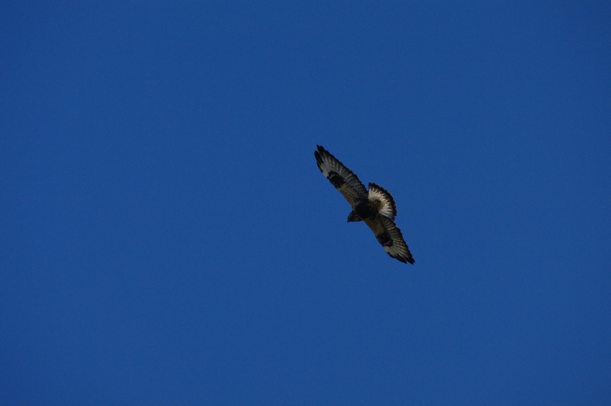 Rough-legged Hawk - ML646683094