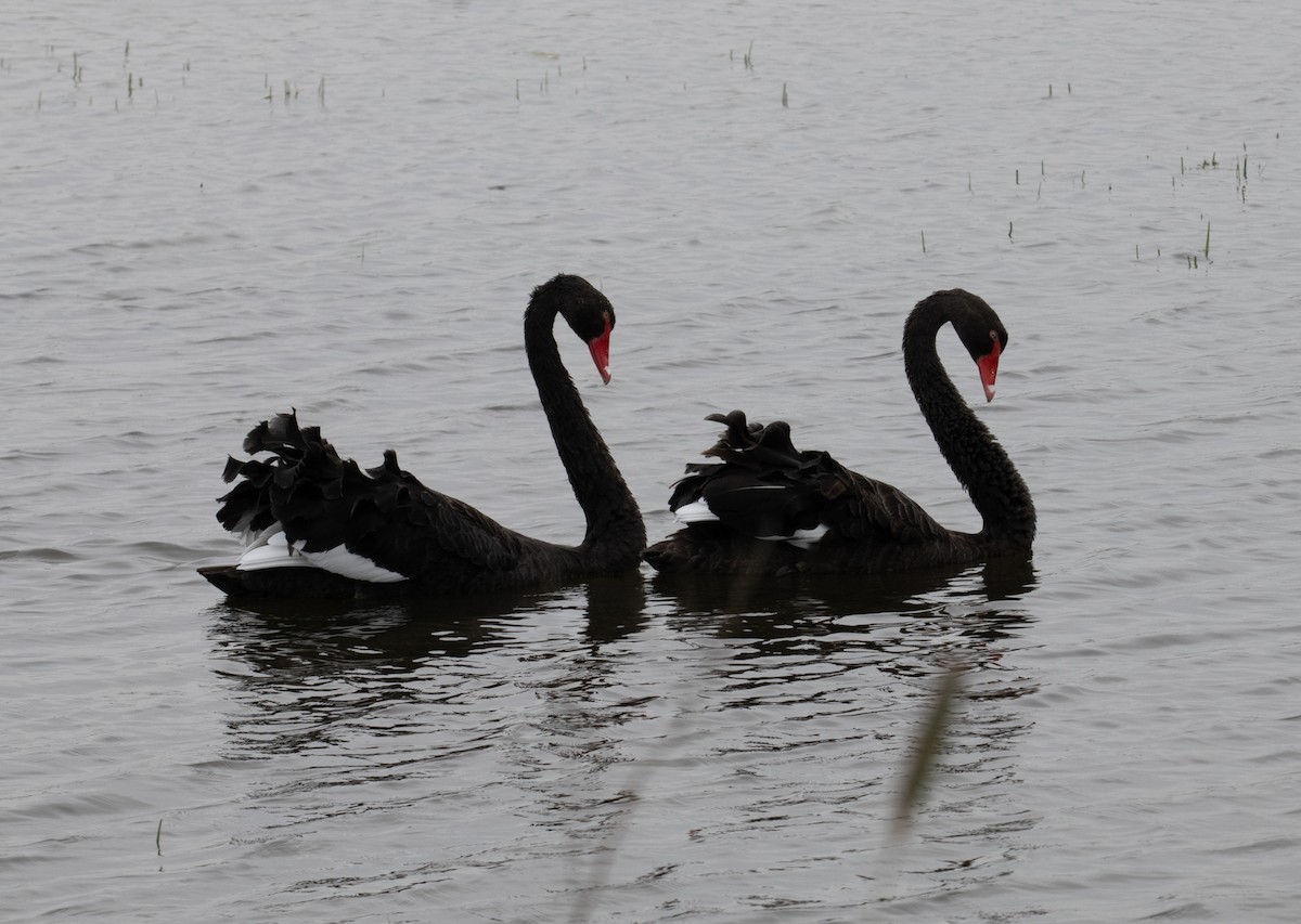 Black Swan - ML646683095