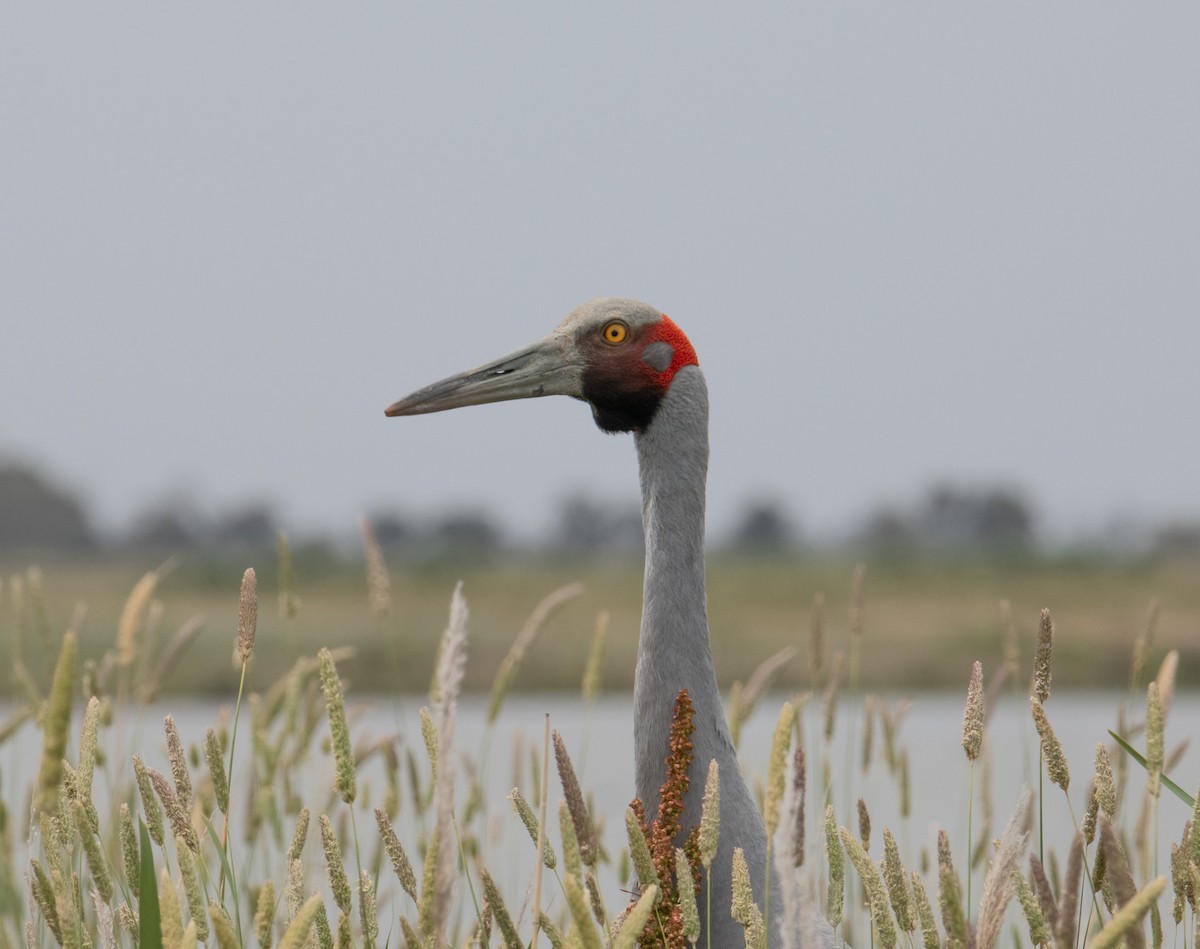 Brolga - ML646683096