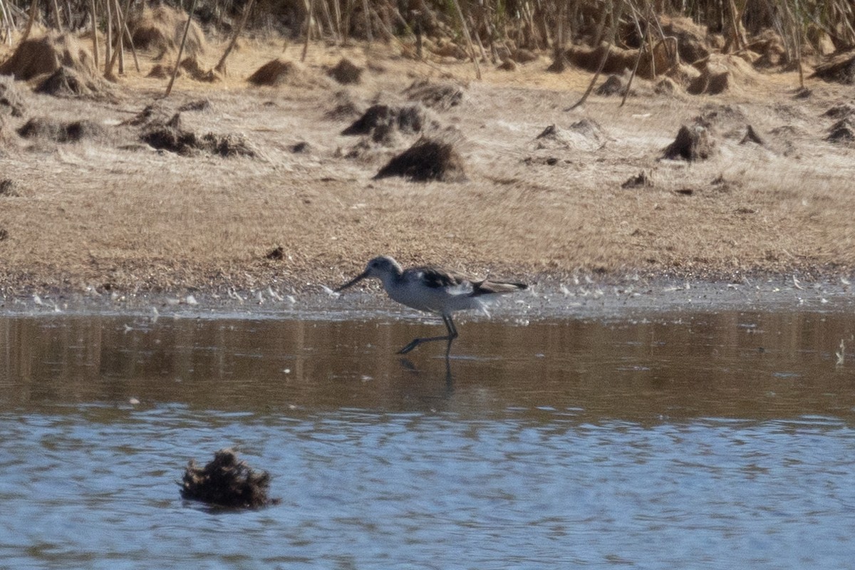 Common Greenshank - ML646683098