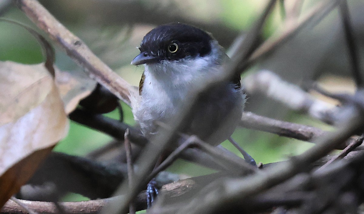 Dark-fronted Babbler - ML646683099