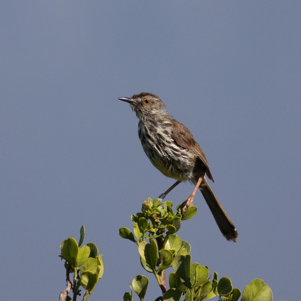 Karoo Prinia - ML646683100