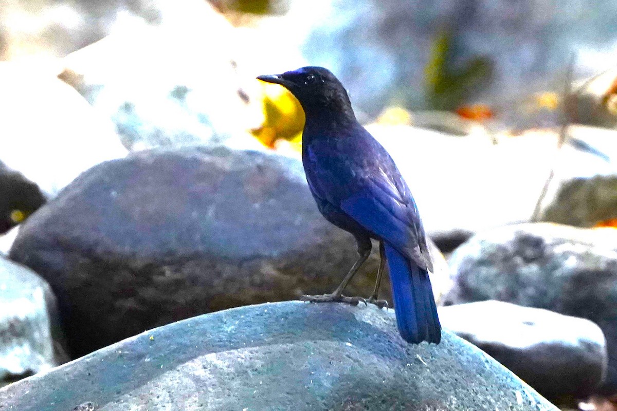 Malabar Whistling-Thrush - ML646683101