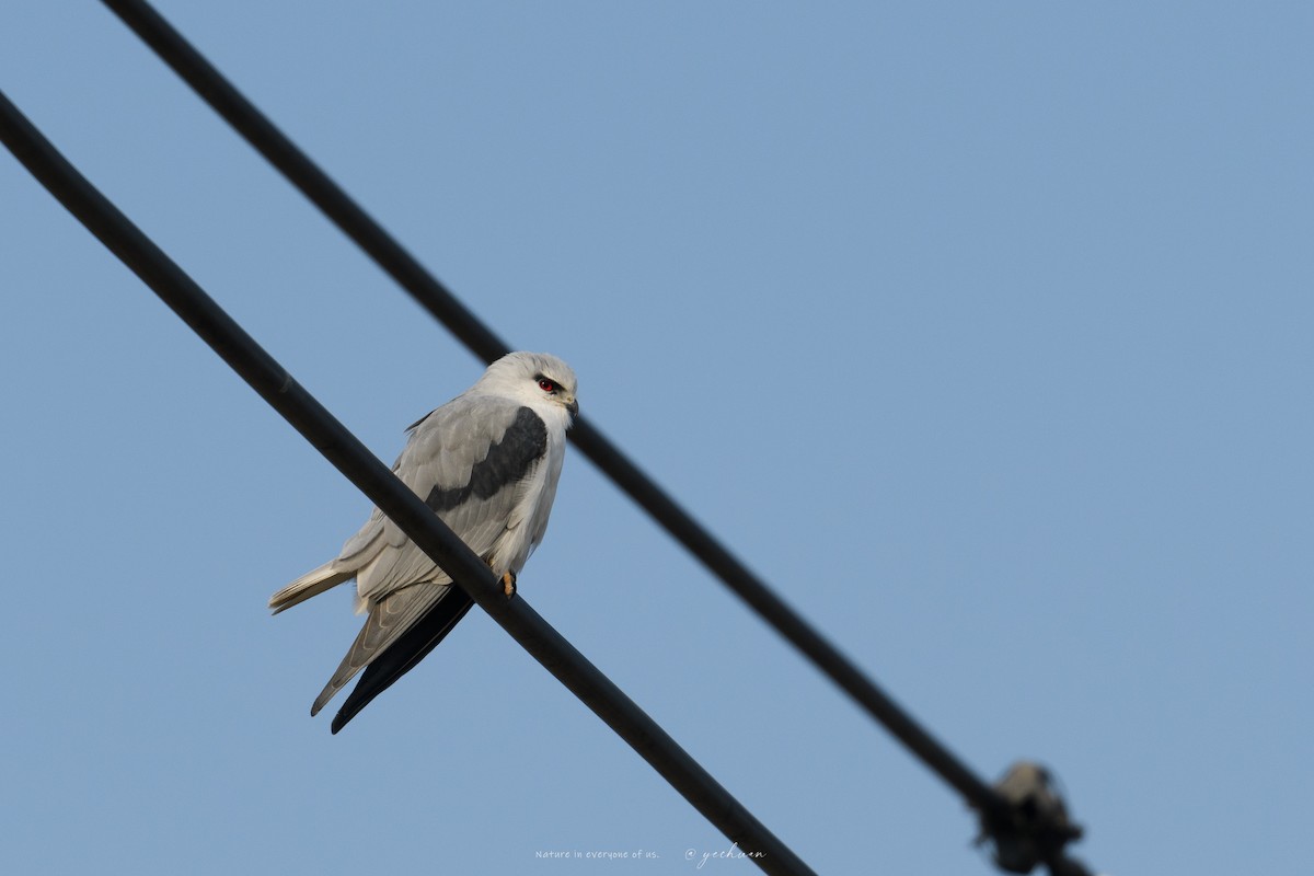 Black-winged Kite - ML646683102