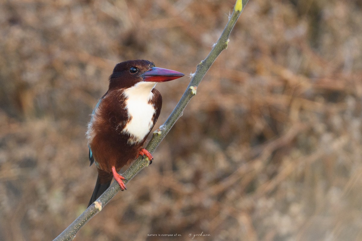 White-throated Kingfisher - ML646683103