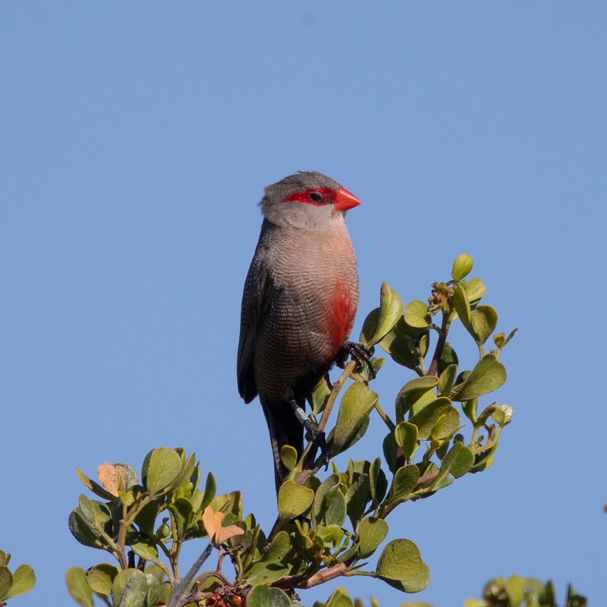 Common Waxbill - ML646683104