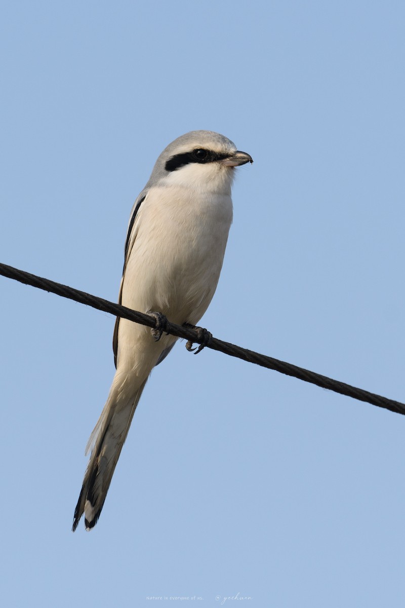 Chinese Gray Shrike - ML646683105