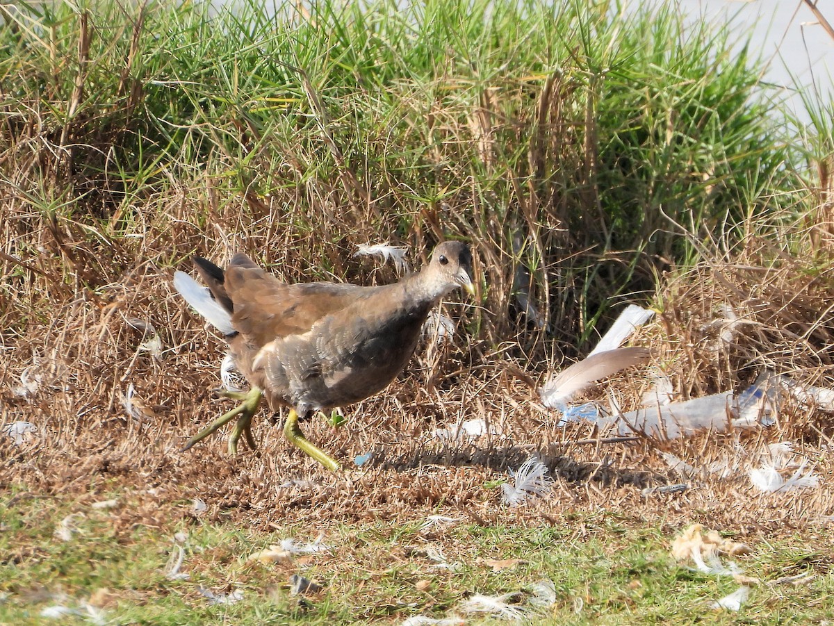 Eurasian Moorhen - ML646683106