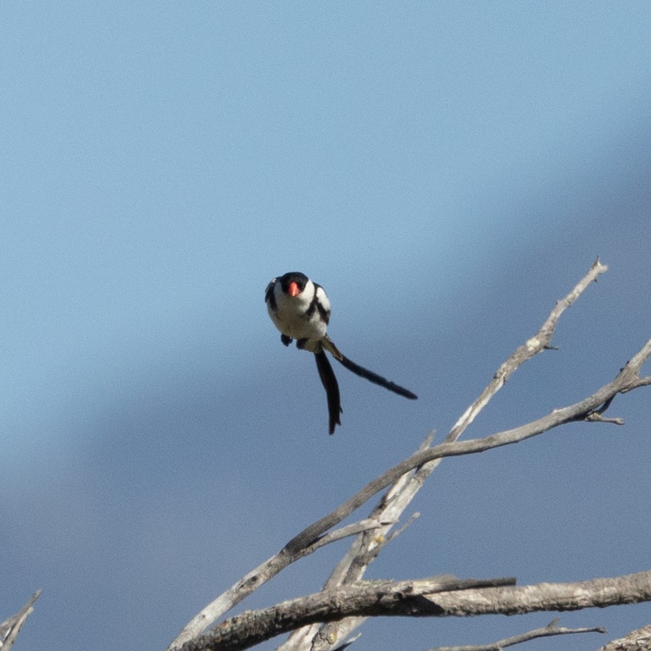 Pin-tailed Whydah - ML646683107