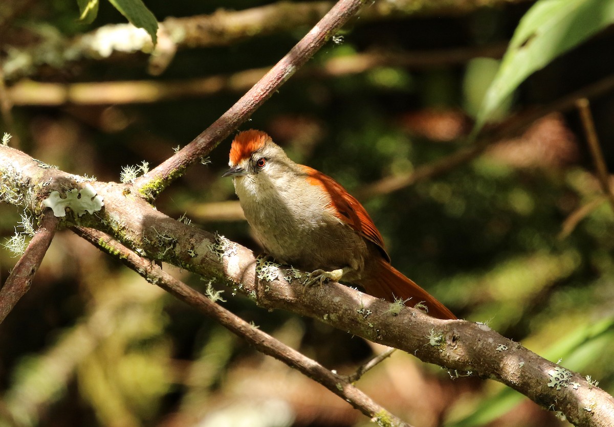 Marcapata Spinetail - ML646683108