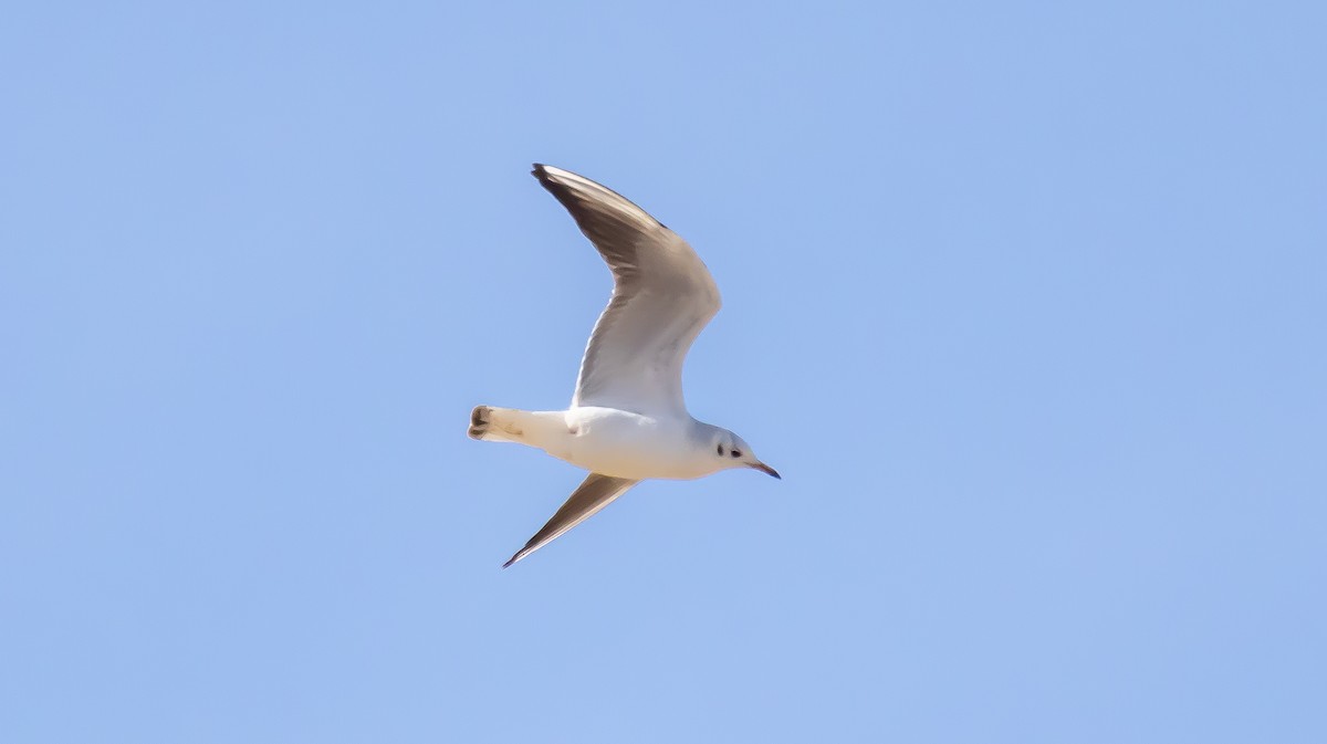 Black-headed Gull - ML646683109
