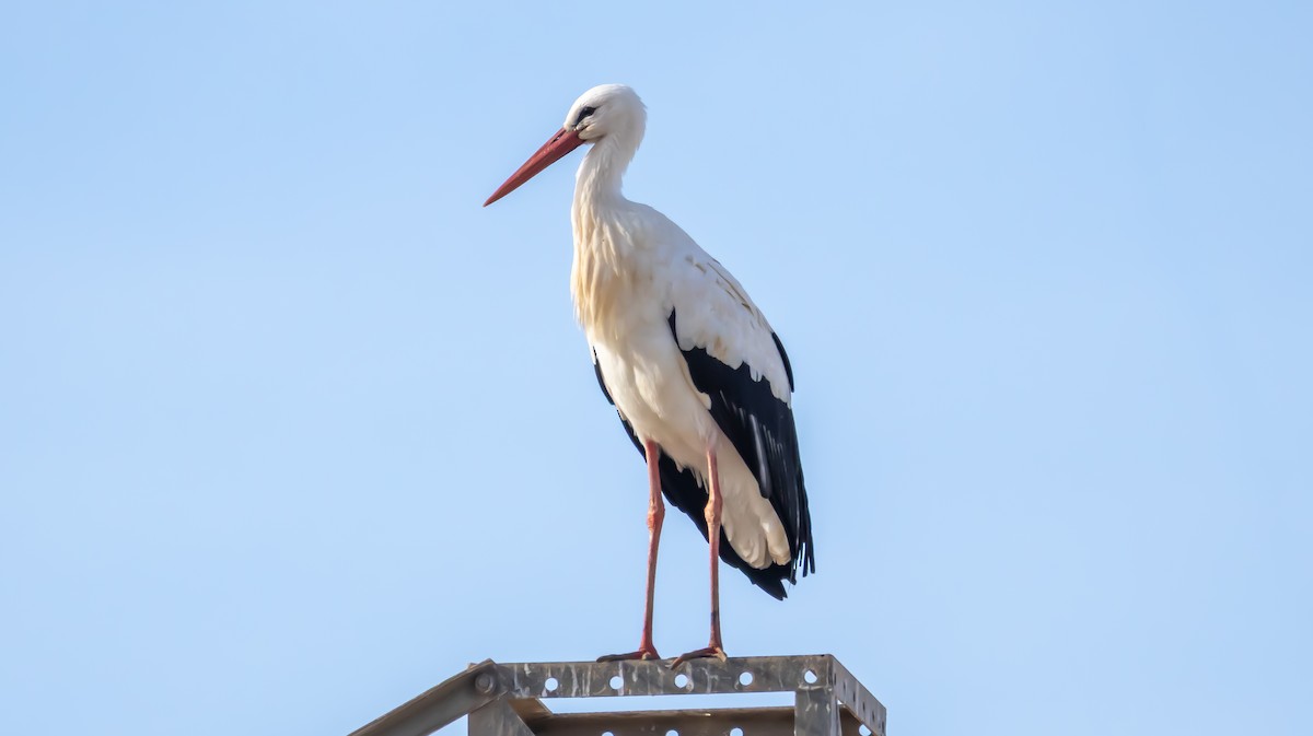 White Stork - ML646683110