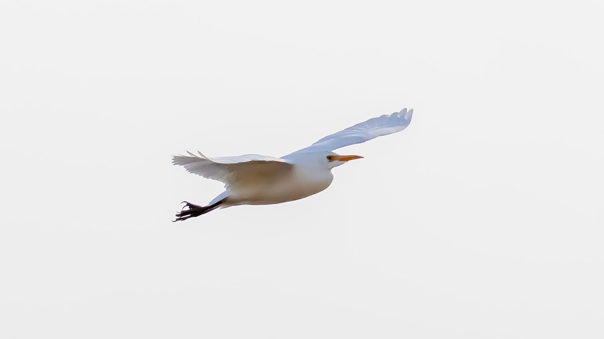 Western Cattle-Egret - ML646683111
