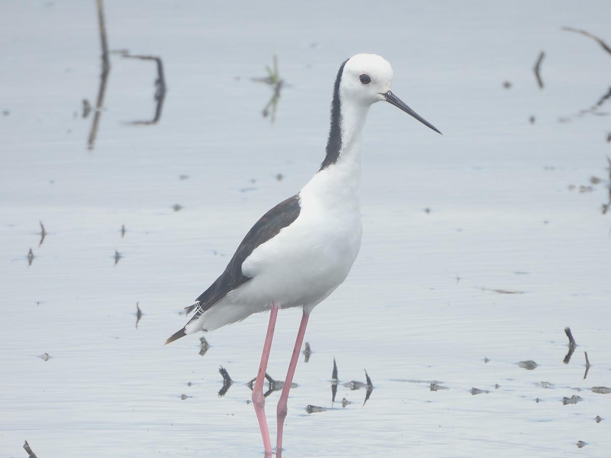 Pied Stilt - ML646683112