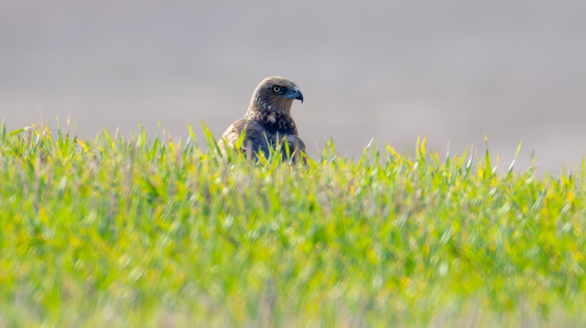 Western Marsh Harrier - ML646683113