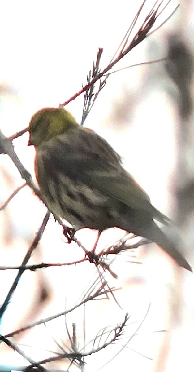 European Serin - ML646683114