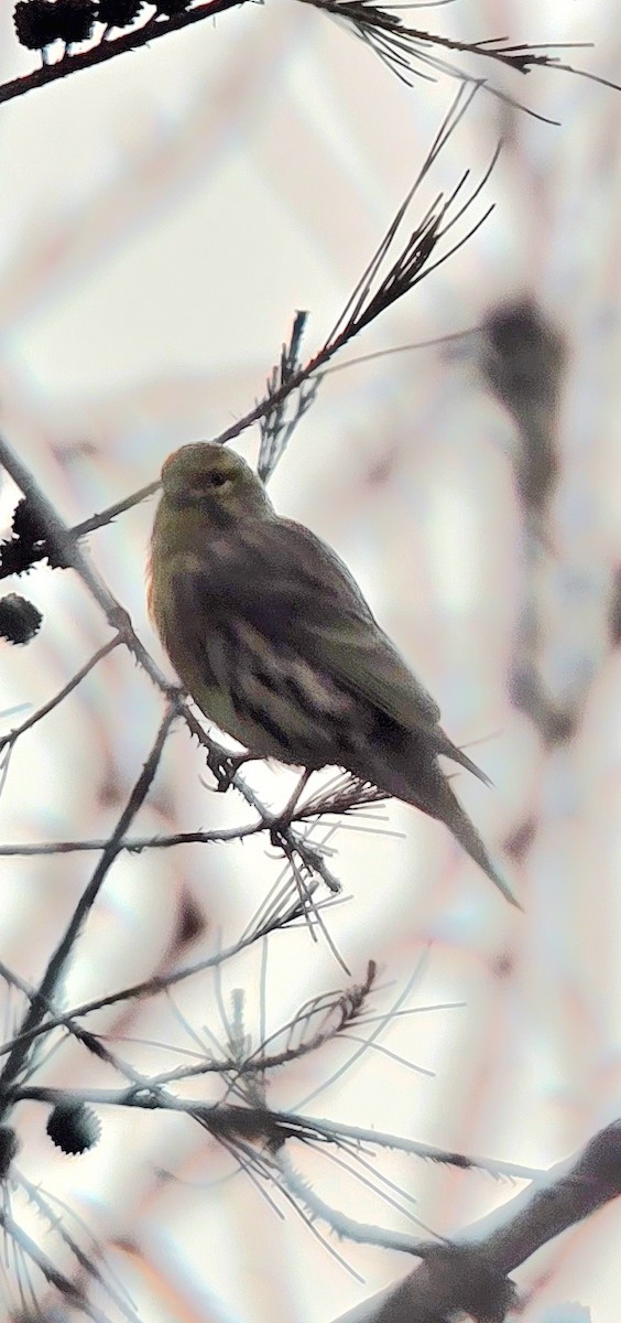 European Serin - ML646683115