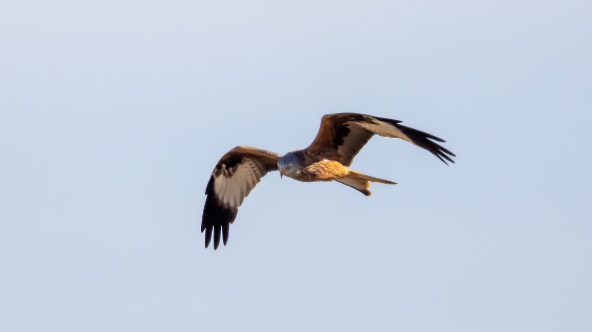 Red Kite - ML646683116