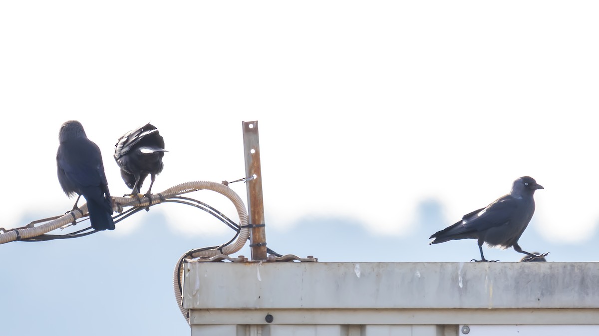 Eurasian Jackdaw - ML646683117