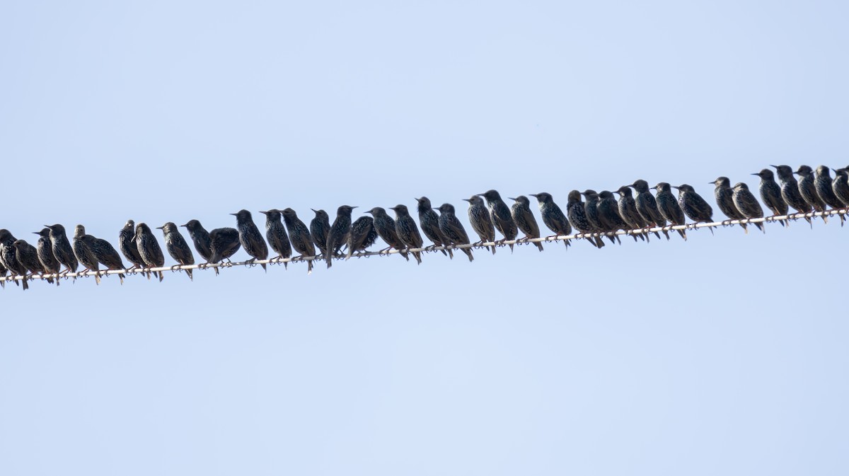 European Starling - ML646683118