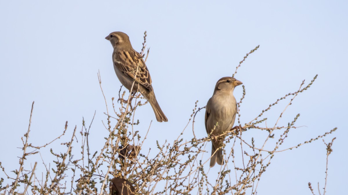 House Sparrow - ML646683136