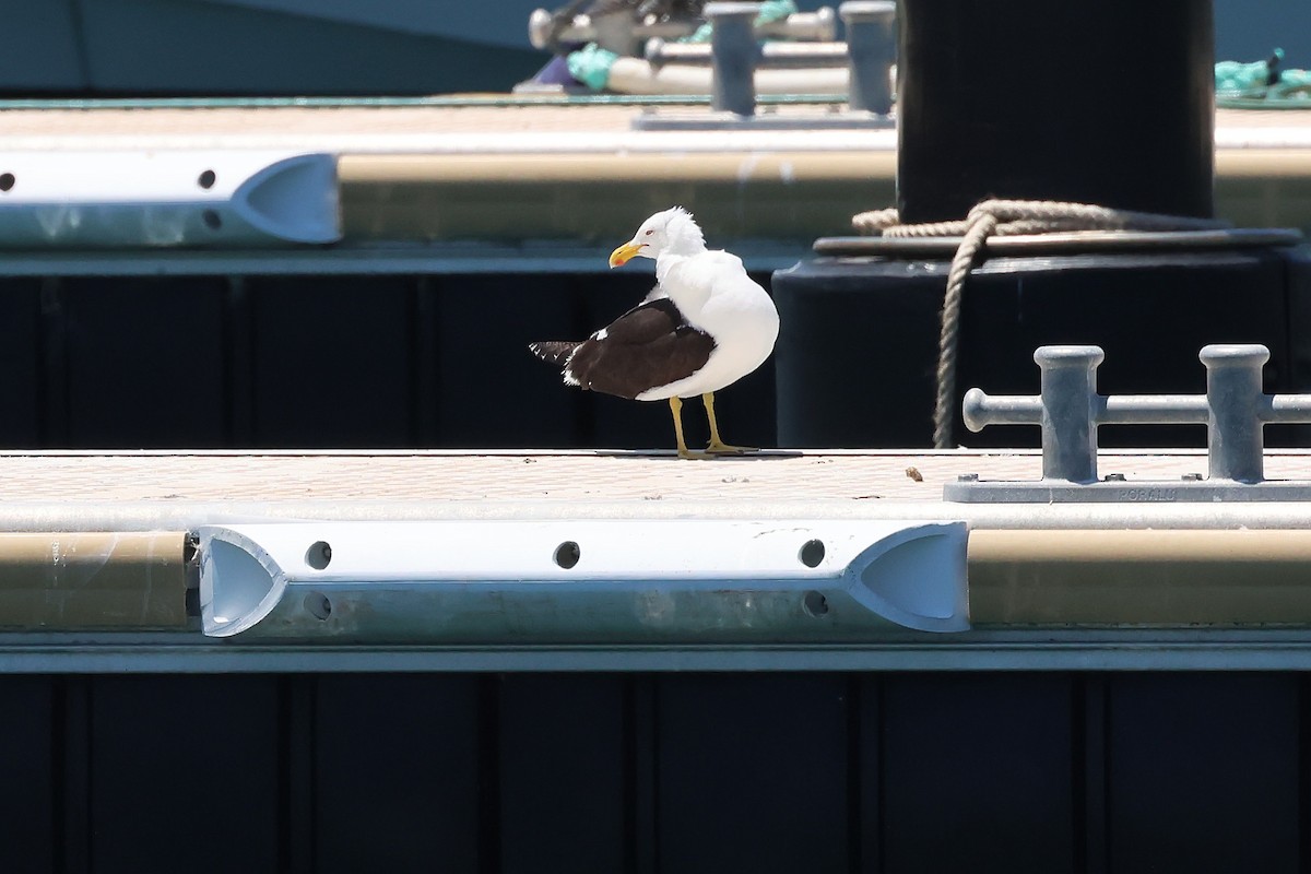 Kelp Gull - ML646683144