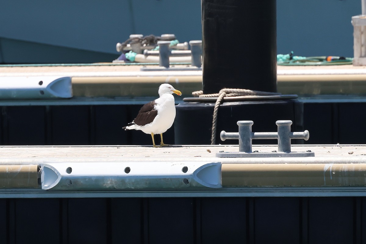 Kelp Gull - ML646683145