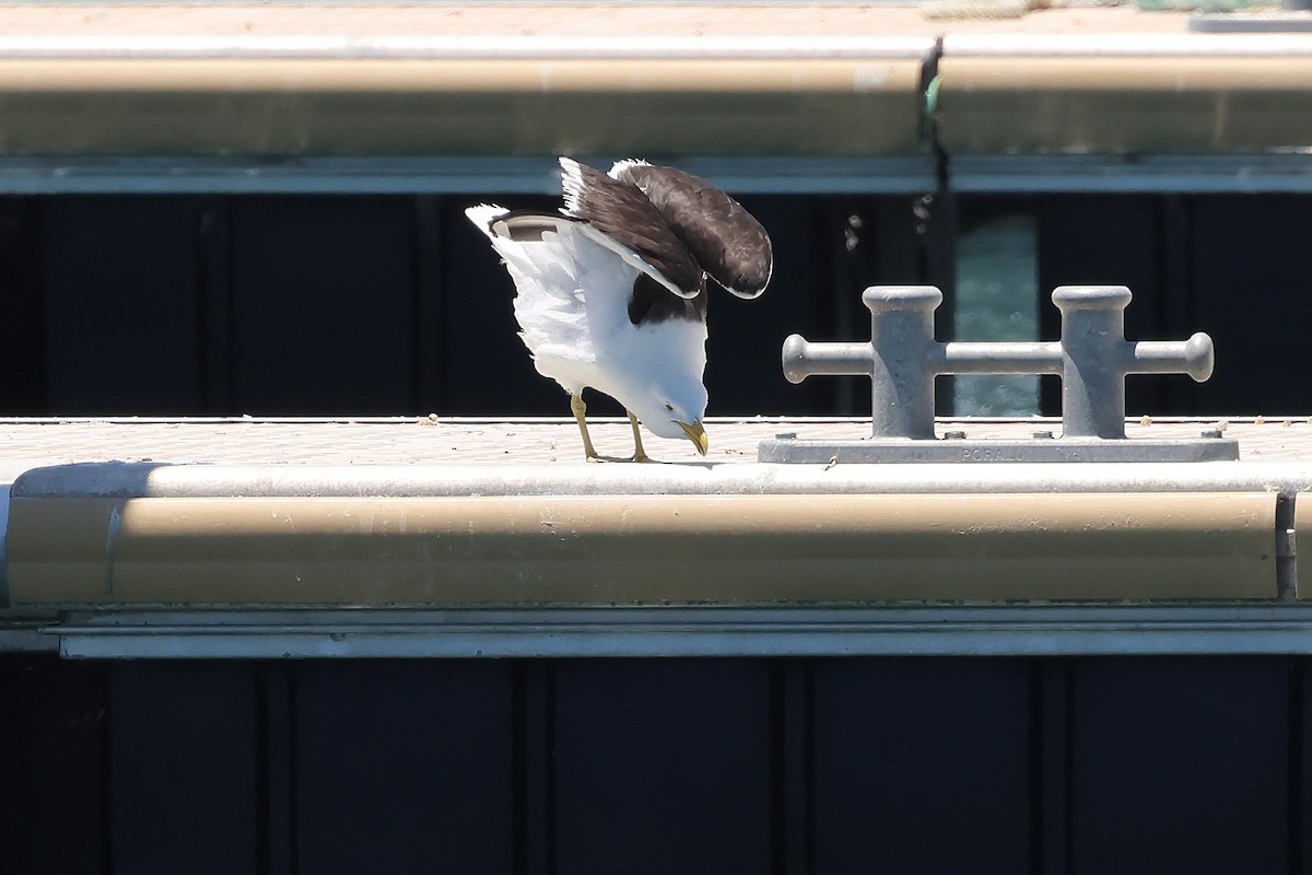 Kelp Gull - ML646683146
