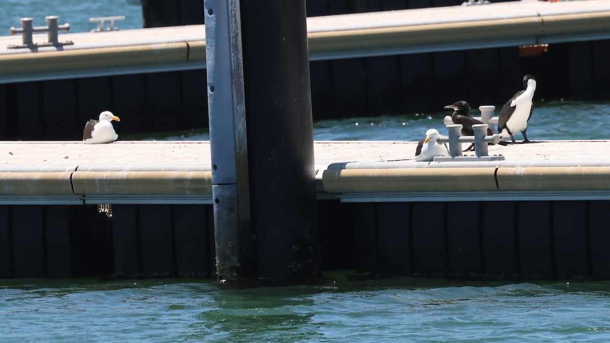 Kelp Gull - ML646683147