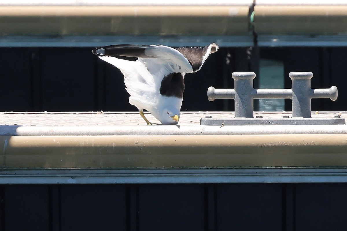 Kelp Gull - ML646683148