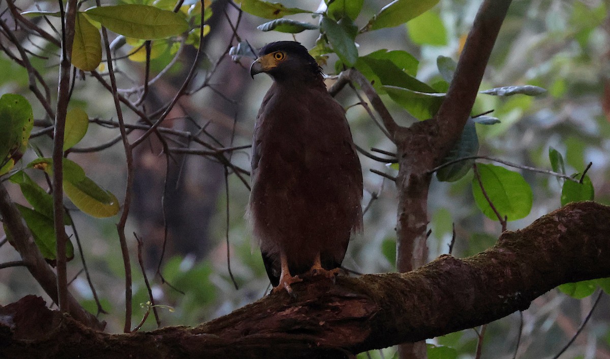 Culebrera Chiíla - ML646683149