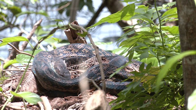 Australian Scrub Python - ML646683150