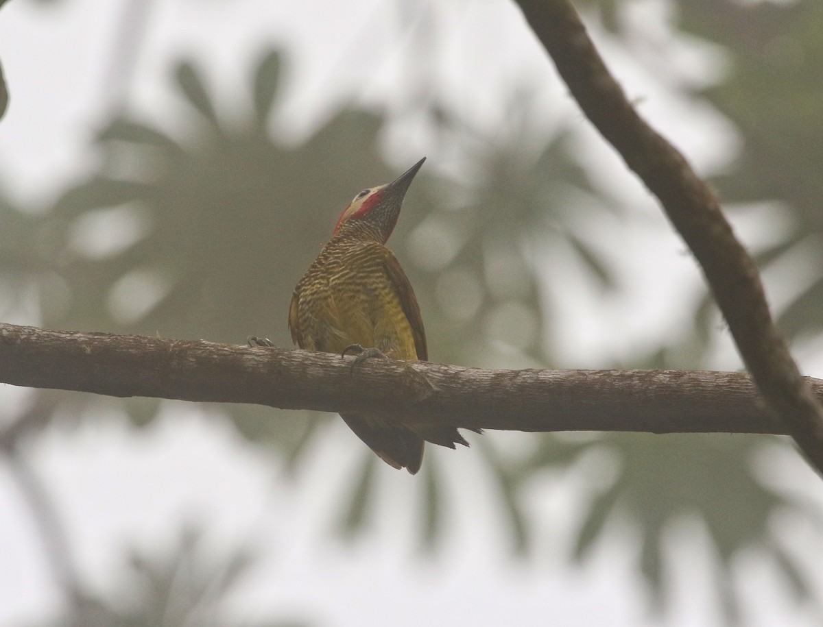 Carpintero Oliváceo - ML646683171