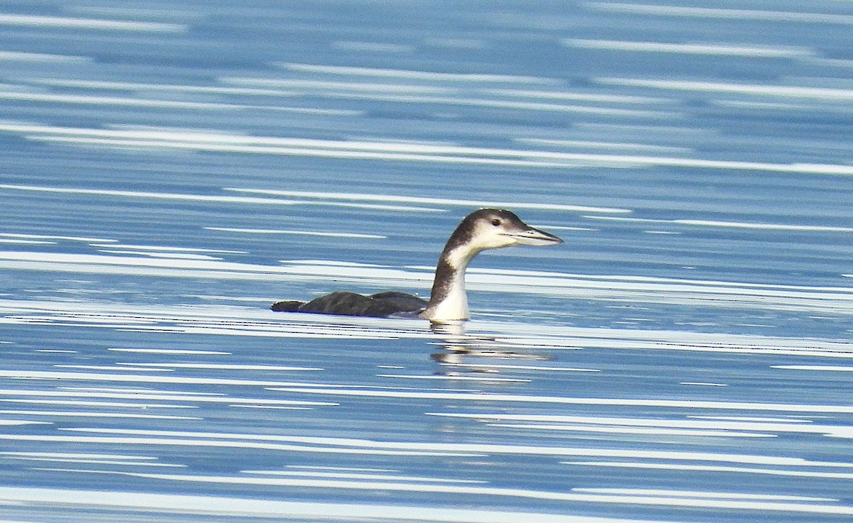 Common Loon - ML646683173