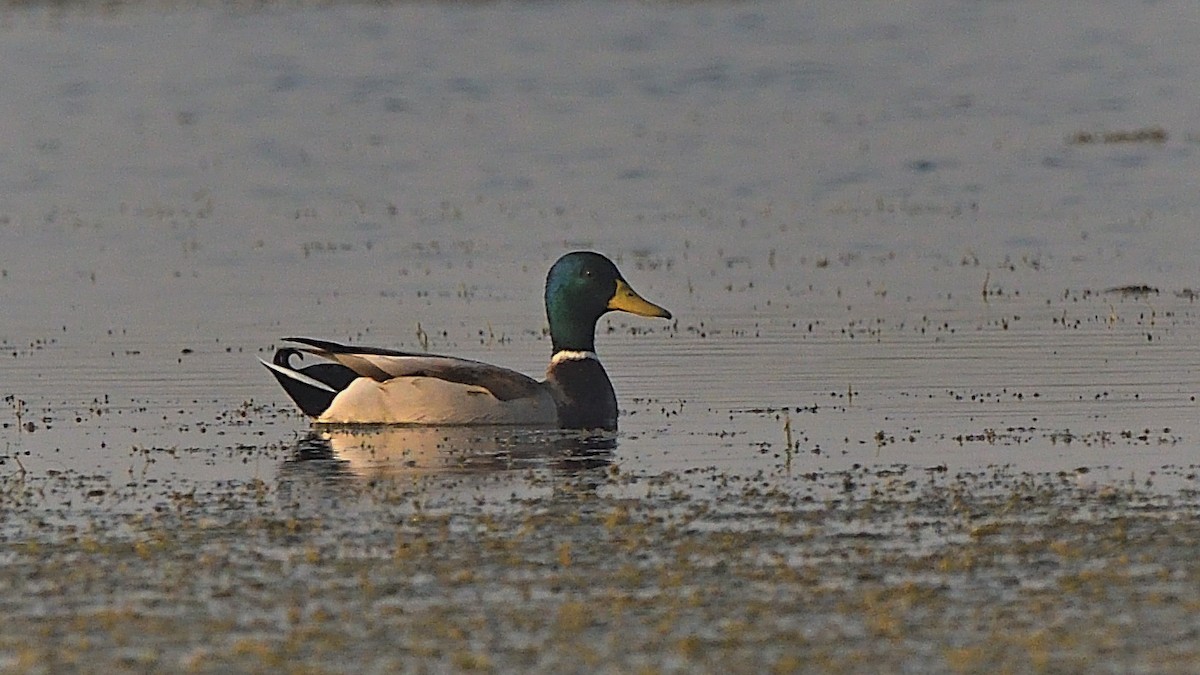 Mallard - ML646683174