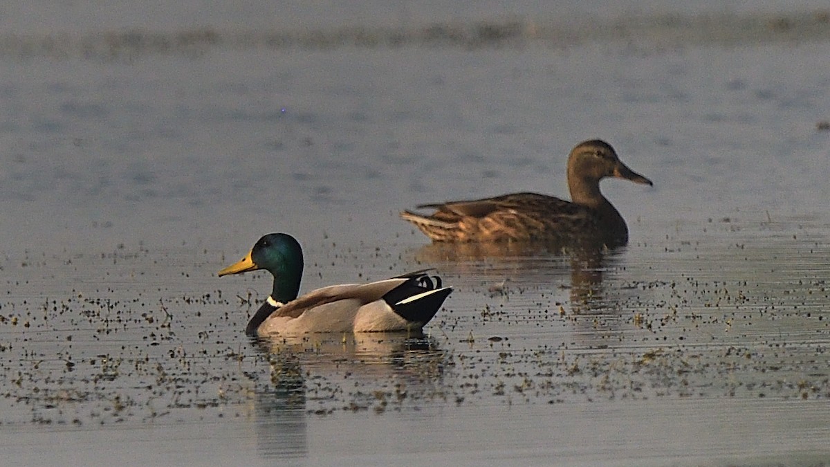 Mallard - ML646683175