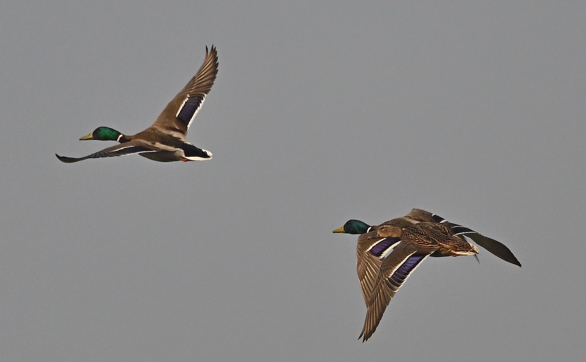 Mallard - ML646683176