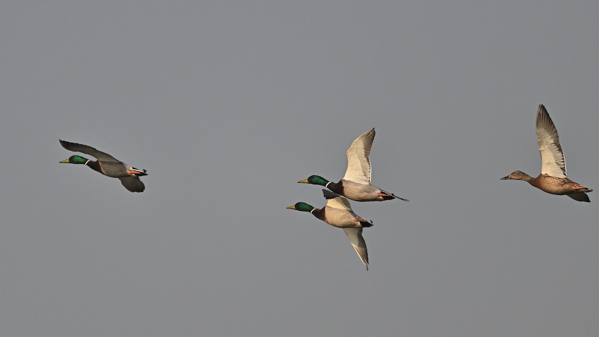 Ánade Azulón - ML646683177