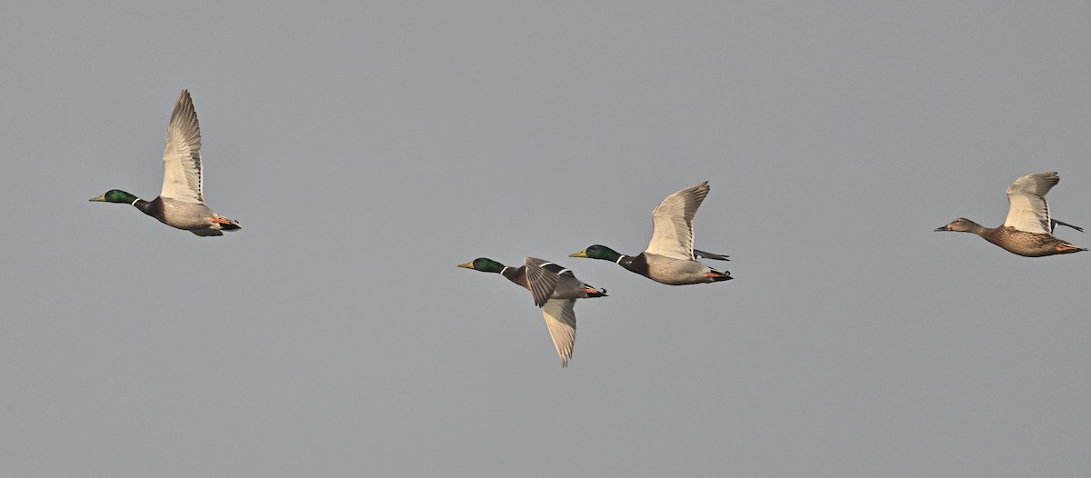 Ánade Azulón - ML646683178