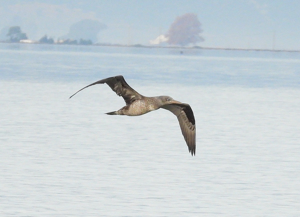 Alcatraz Atlántico - ML646683179