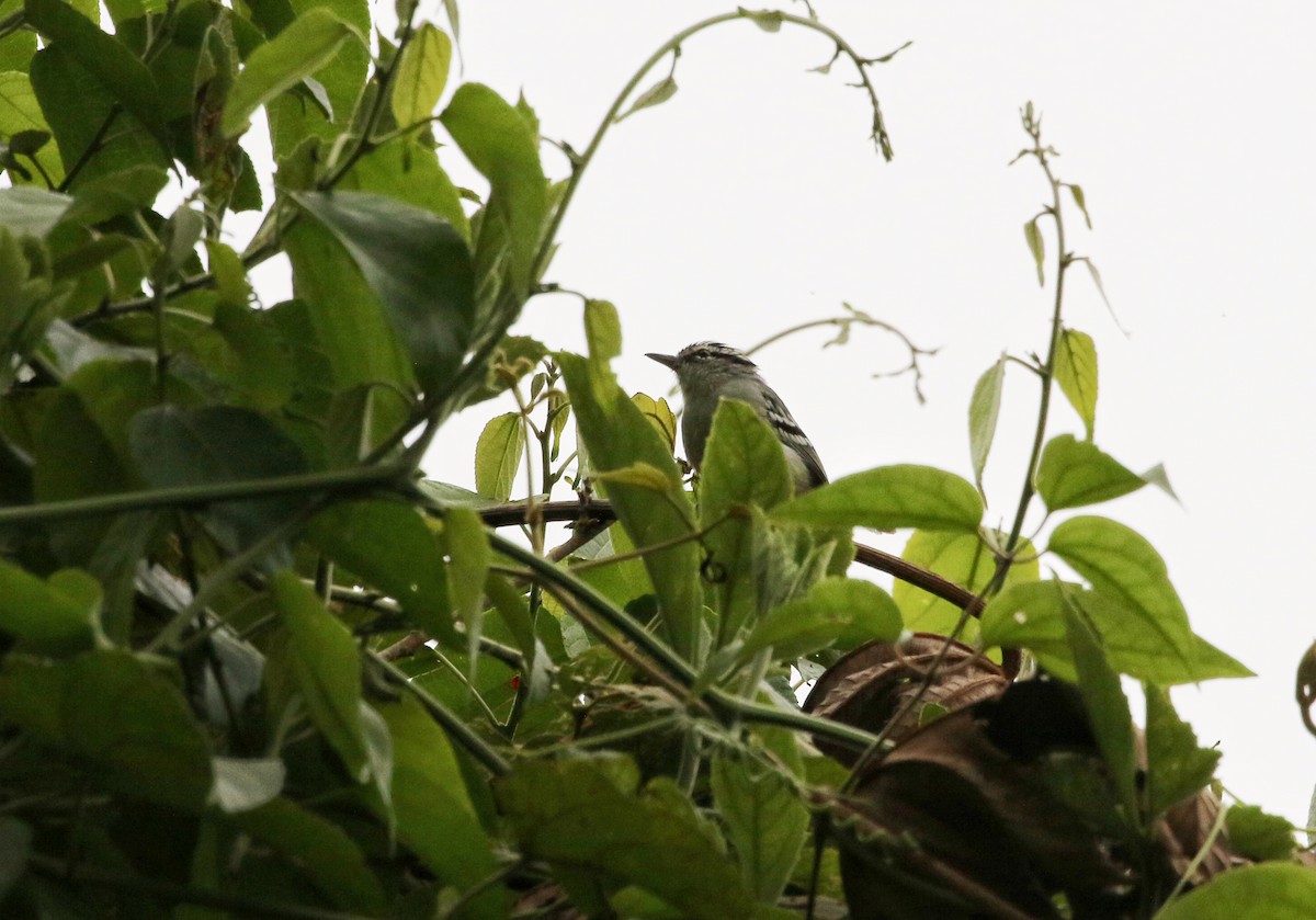 Tiluchí Motaciloide - ML646683180