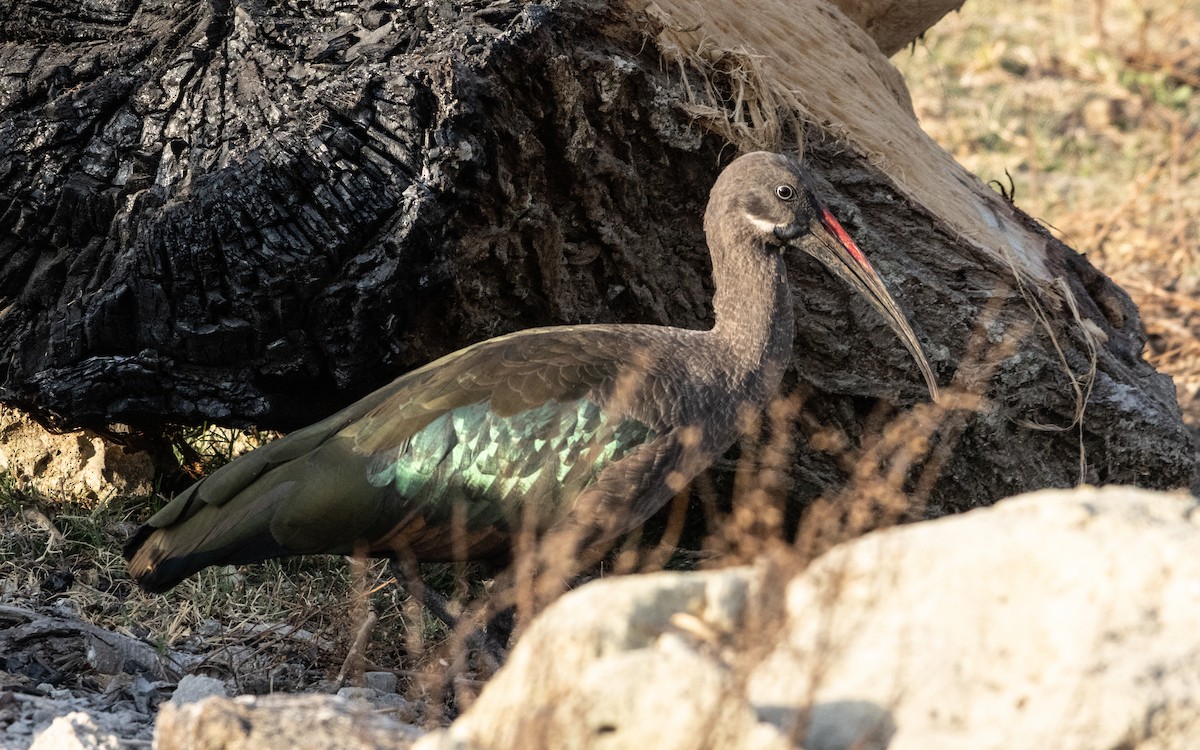 Hadada Ibis - ML646683181