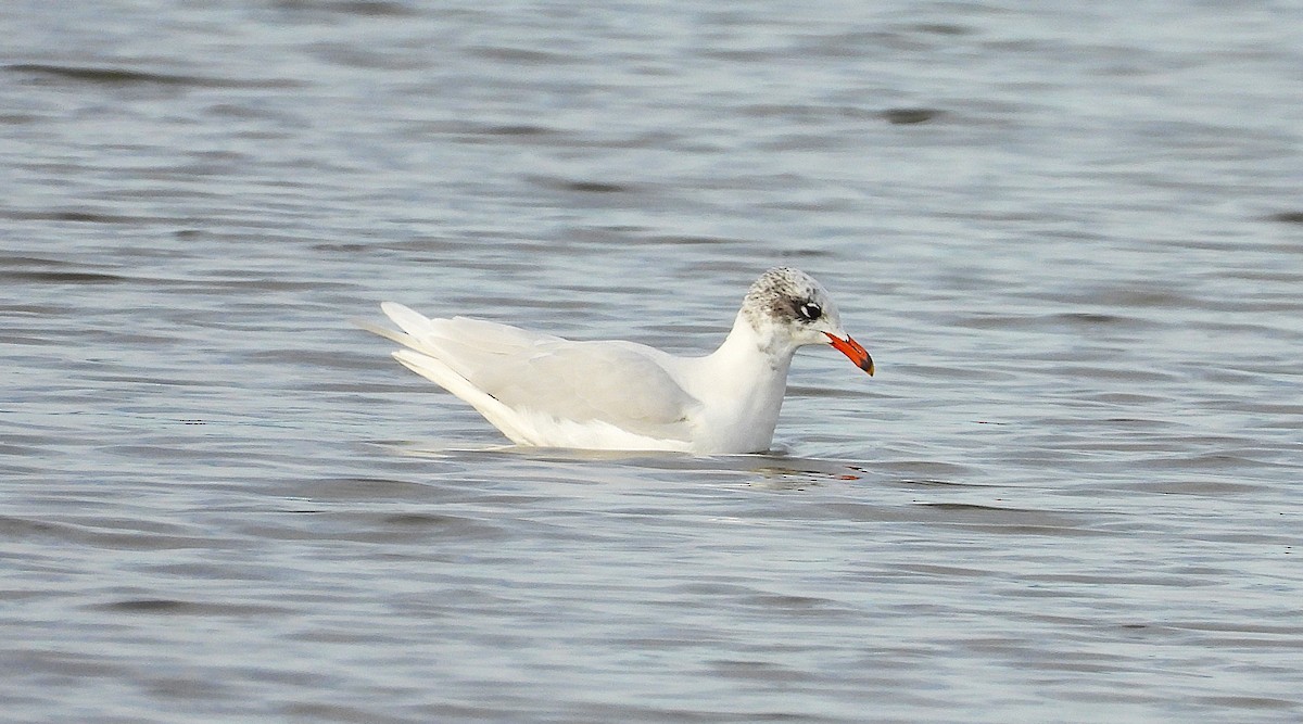 Gaviota Cabecinegra - ML646683182